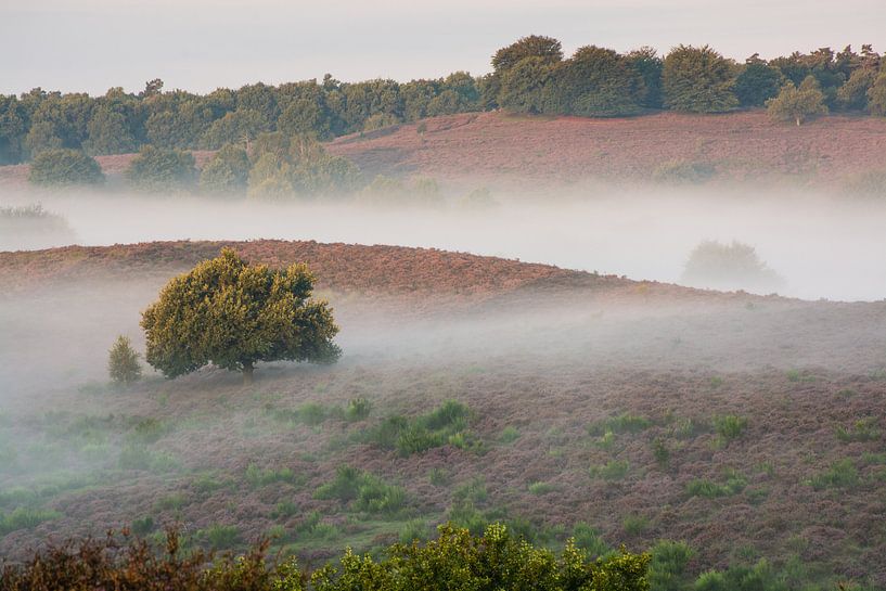 Nebliger Morgen Heide von Dorota Talady