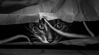 Die Katze im Sack