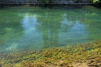 klares Wasser mit Fischen