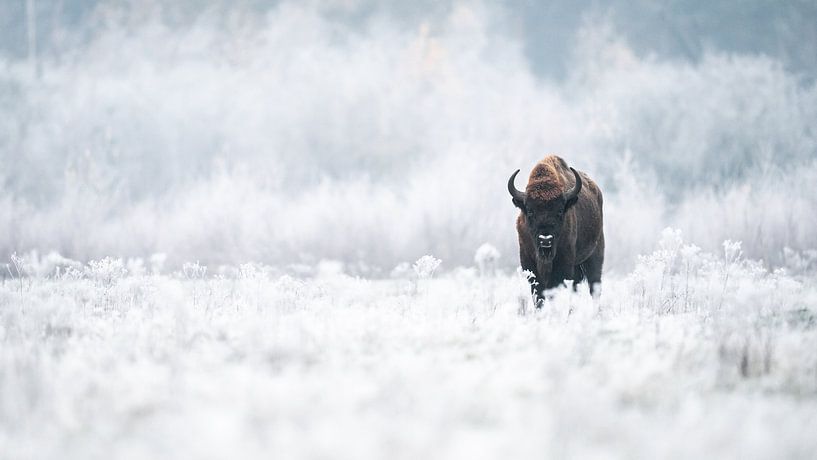 European bison ? / European bison by Alex Pansier