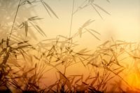 Sonnenuntergang mit Bambus