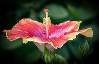 Bloem Sint Eustatius