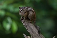 Siberian ground squirrel on a branch