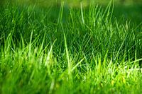 Frisches Gras