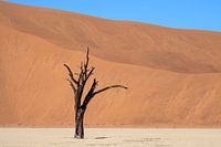 Deadvlei, Baumskelette in einer trostlosen DünenlandschaftDeadvlei / Dodevlei: eine weiße Lehmebene