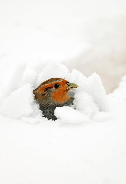 Rebhuhn im Schnee von Beschermingswerk voor aan uw muur