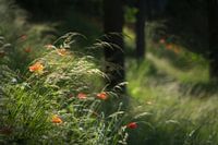 Poppies on a hill with trees