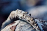 GOEDEMORGEN POLDER - MORNING POLDER