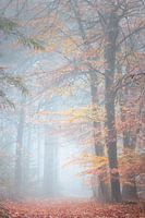 Paix et tranquillité dans la forêt d'automne | De Peel