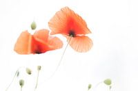 Coquelicot - Papaver 2022 - 8.1