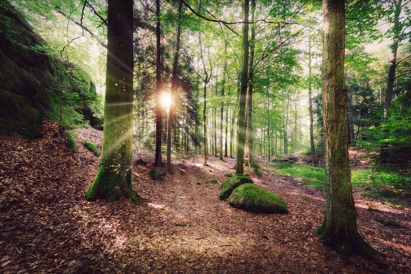 Wald in Schweden von Skyze Photography by André Stein