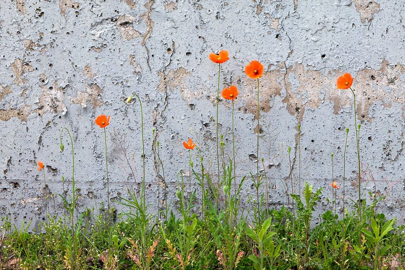 Mohn in freier Wildbahn von Jacques Jullens