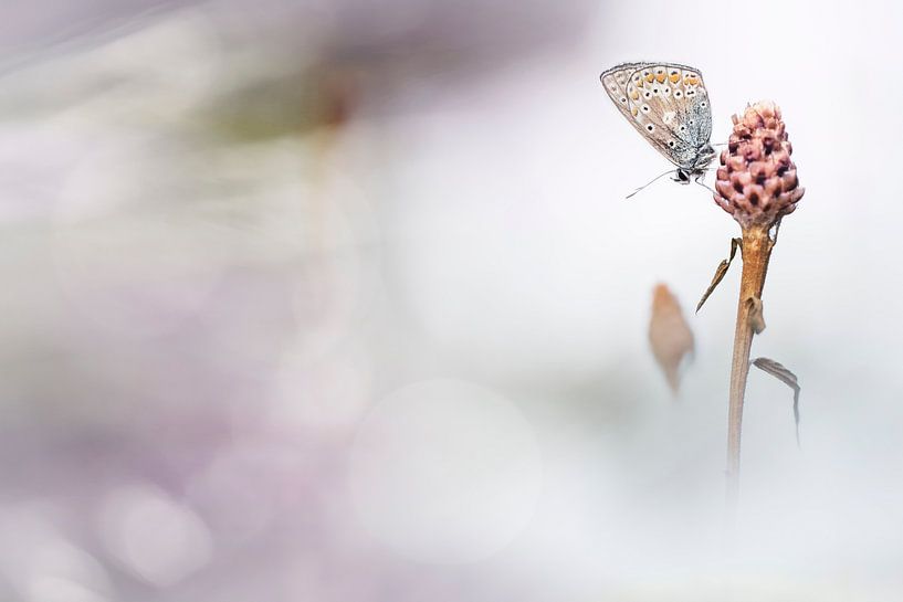 Crois en la magie par Bob Daalder