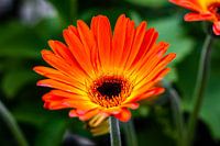Gerbera