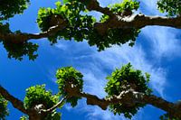 Platanes ou sycomores se faisant face et poussant l'un vers l'autre