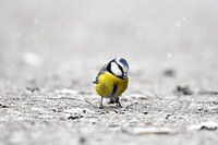 Blue Tit in the snow II