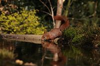 Moment de repos avec un écureuil