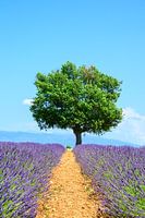 Blühender Lavendel in der Provence an einem Sommertag