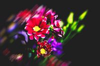 Style my Home series by Liberty Ragazza Biesma