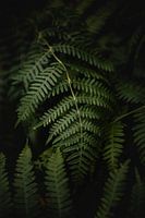 Nahaufnahme eines grünen Farnblatts