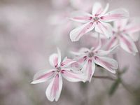 Tere pink white flowers