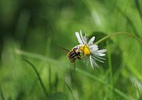 Madelief met zweefvlieg