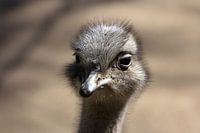 Ostrich close-up portrait