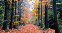 Herbstwald