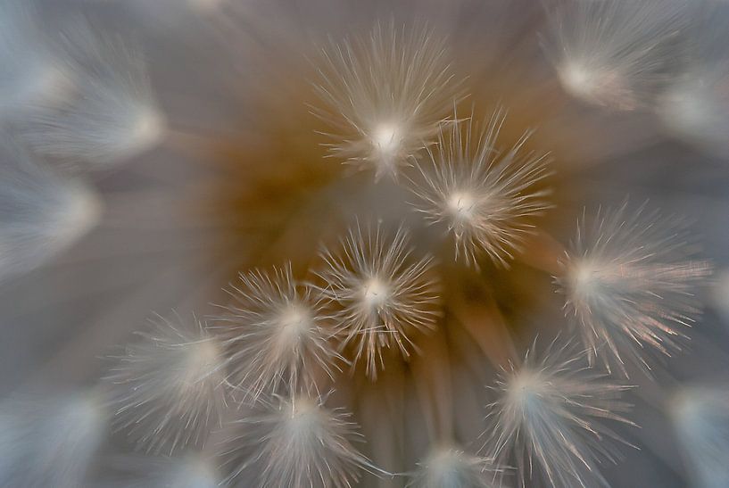 Pluizenbol by Boris de Weijer