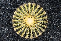 Kaktus auf schwarzem Hintergrund