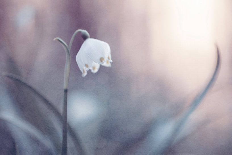 Märzenbecher von Daniela Beyer