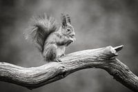 Ecureuil en noir et blanc I