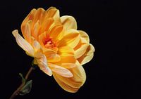 "Wärme" - Yellow Dahlia auf schwarzem Hintergrund