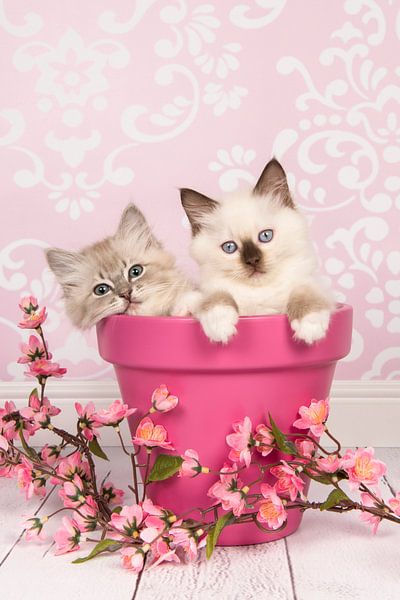 Im Blumentopf von Elles Rijsdijk