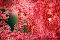 Les coraux mous de la mer Rouge, l'Égypte