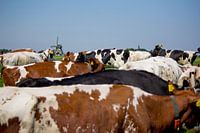 Nederlands landschap