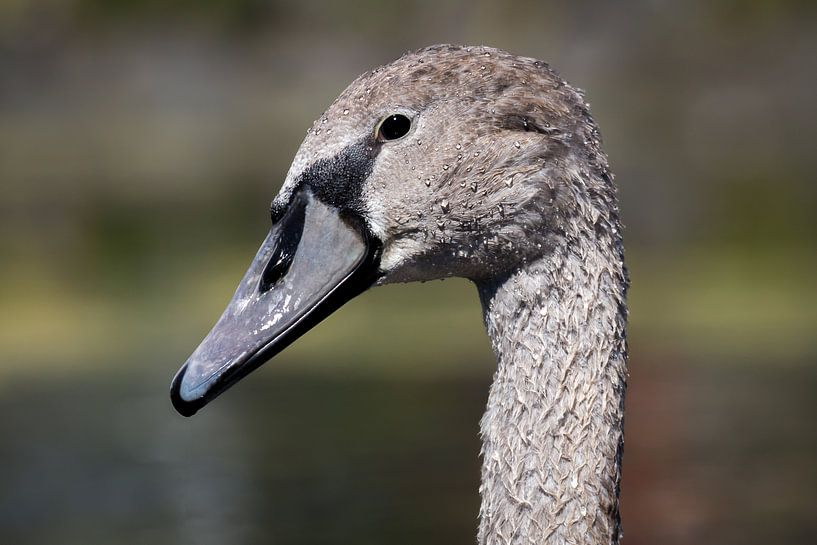 Zwaan von Saskia Bakker