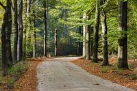 Beech avenue in autumn plumage