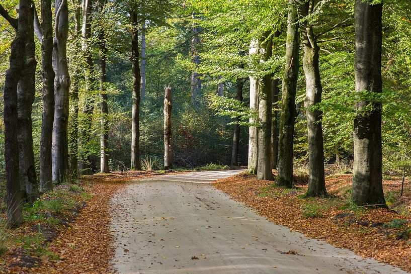 Buchenallee im Herbstgefieder von Peter van Rooij