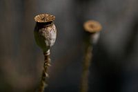 Beautiful poppy seed box in a dreamy setting