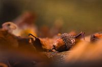 La promesse de l'automne