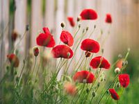 Rückkehr der Mohnblumen