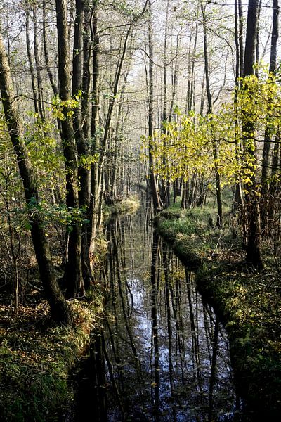 Spreewald by Thomas Jäger