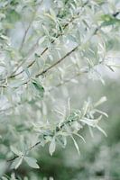 Natürlicher Grüner Busch Mittelmeer Italien