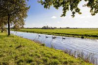 Holländische Auenlandschaft