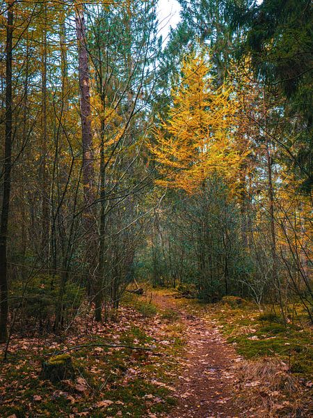 Herbst 2022 2 von snippefotografie