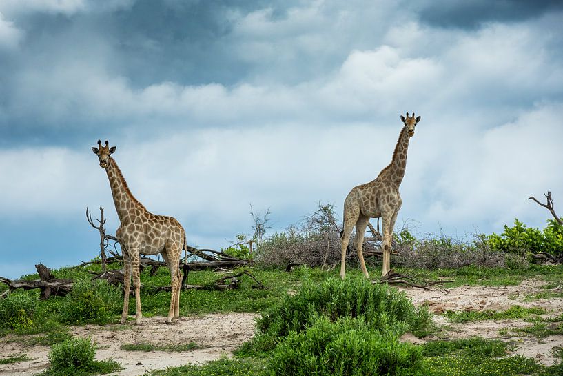 Giraffen im Makgadikgadi-Nationalpark - Botswana a von Paula Romein