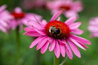 Hummel auf einer rosa Blume in Amsterdam