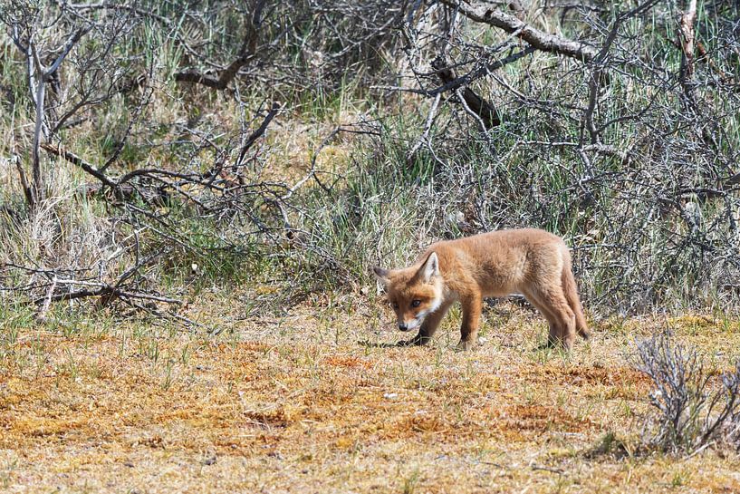 Un jeune renard regarde son habitat par Merijn Loch