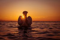 Crucian Pelican during sunset